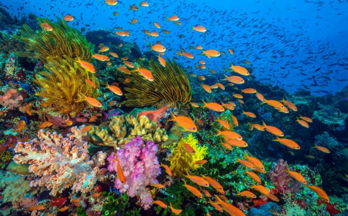 Συλλογική ενέργεια για τα ωκεάνιος-προστατεύοντας κοράλλια