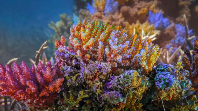 Συλλογική ενέργεια για τον ωκεανό που προστατεύει τα κοράλλια